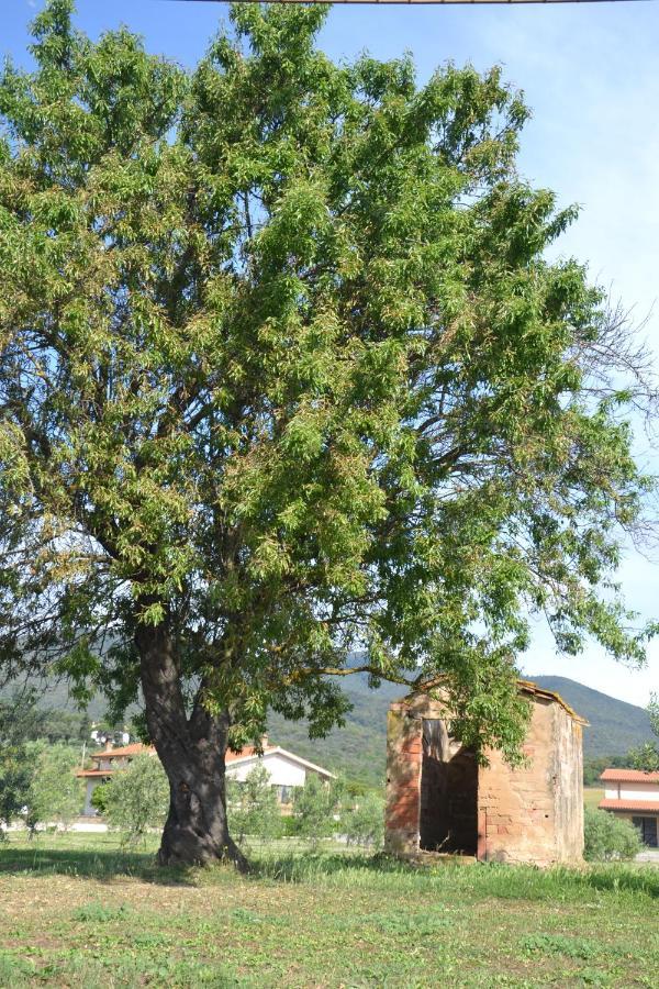 Agriturismo Il Vecchio Mandorlo Castiglione della Pescaia Exteriör bild